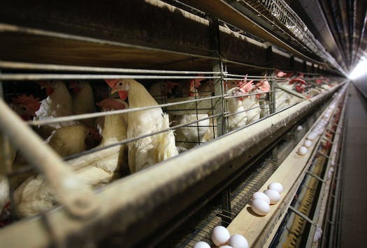 In this Nov. 16, 2009, file photo, chickens stand in their cages at a farm near Stuart, Iowa. Photo: Star Tribune