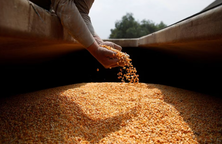 A worker holds GMO yellow corn imported from the U.S., at a cattle feed plant in Tepexpan, Mexico March 15, 2023. Photo: REUTERS/Raquel Cunha