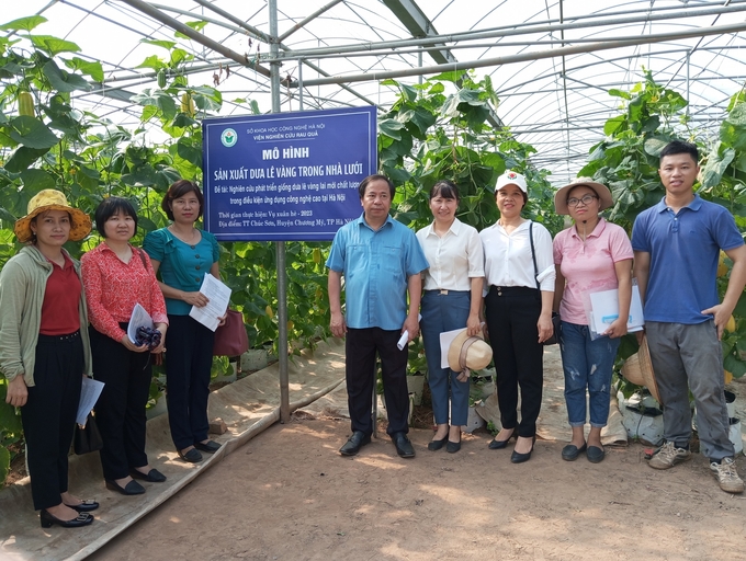 GS.TS Nguyễn Hồng Sơn (giữa) thăm và nghiệm thu mô hình trình diễn kỹ thuật trồng dưa lê vàng lai Happy 6 tại thị trấn Chúc Sơn (Chương Mỹ, Hà Nội). Ảnh: Hải Tiến.