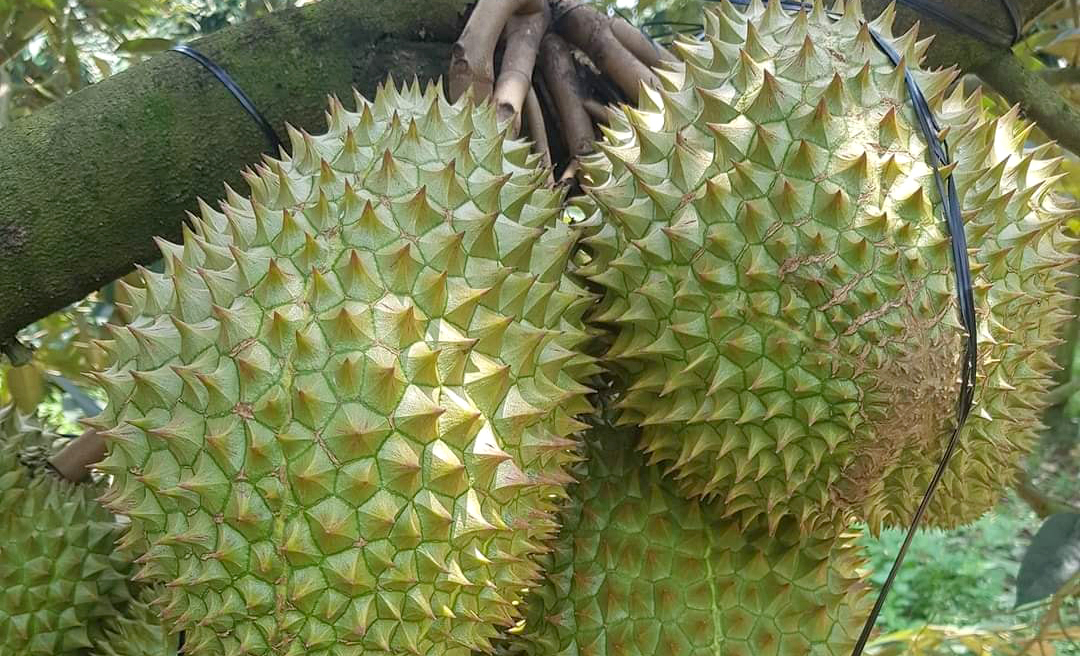 Durian in Xuan Loc district, Dong Nai province. Photo: Son Trang.