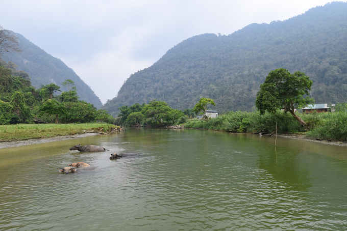 Đàn trâu ngâm mình trong làn nước mát ở cuối hồ Ba Bể. Ảnh: Tùng Đinh.