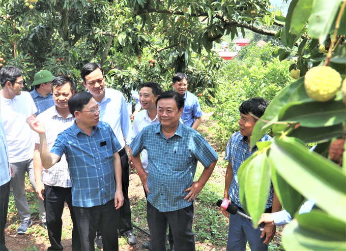 Bộ trưởng Lê Minh Hoan thăm mô hình vườn vải du lịch sinh thái tại xã Giáp Sơn, huyện Lục Ngạn. Ảnh: Phạm Hiếu.