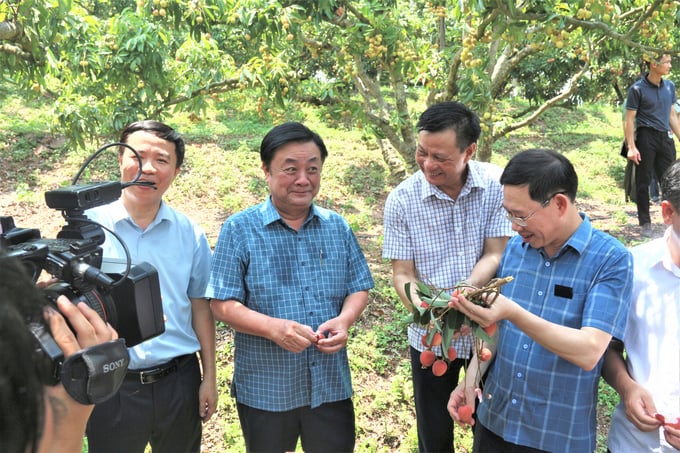Bộ trưởng Lê Minh Hoan và lãnh đạo tỉnh Bắc Giang hào hứng thưởng thức vải thiều ngay tại vườn. Ảnh: Phạm Hiếu.