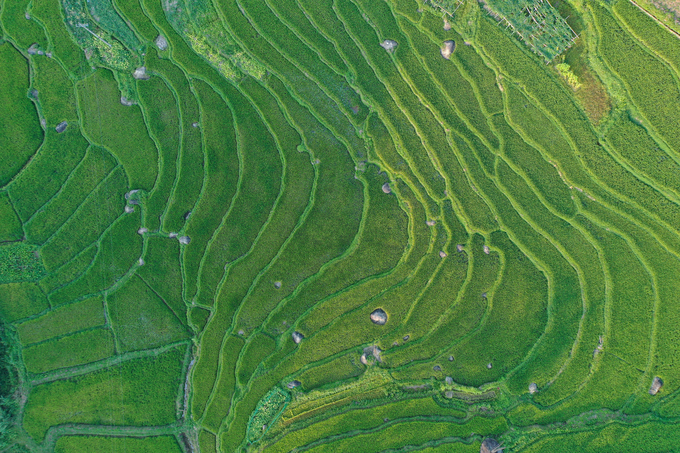 The lush green fields on Pu Lau. Photo: Tung Dinh.