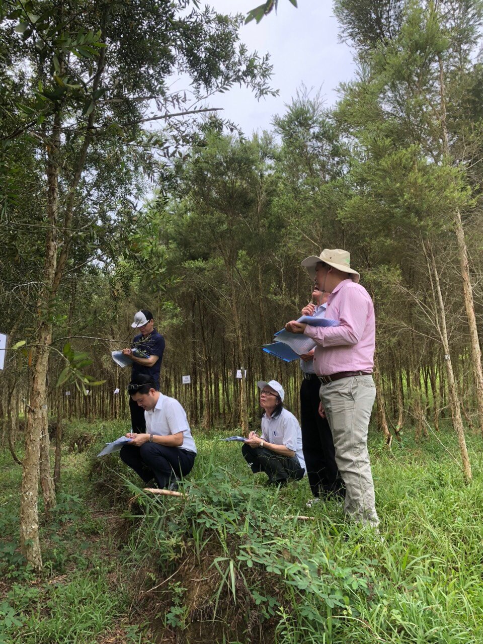Đoàn công tác của Bộ NN-PTNT đi kiểm tra, đánh giá tại hiện trường một số giống cây tràm để công nhận mở rộng vùng trồng.