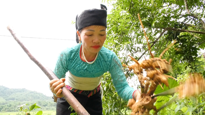 Chị Ngân Thị Quyến đi lấy các loại thảo dược trong rừng để làm nên những viên men lá. Ảnh: Ngọc Thỏa.