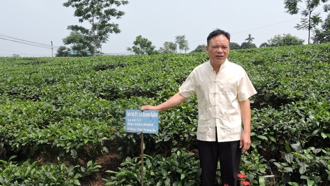 The midland tea hill has been planted since the 1960s. Photo: Van Viet.     