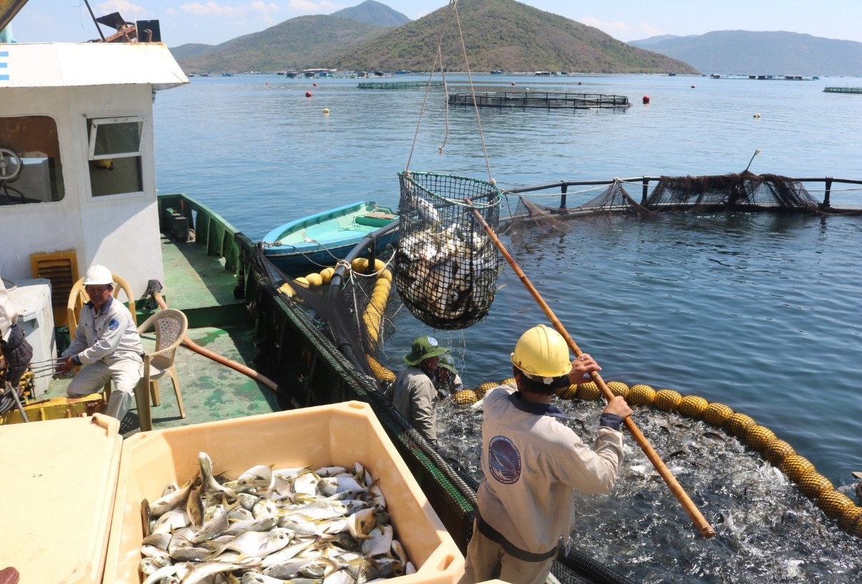 Việt Nam có nhiều tiềm năng để phát triển nuôi trồng thủy sản trên biển. Ảnh: KS.