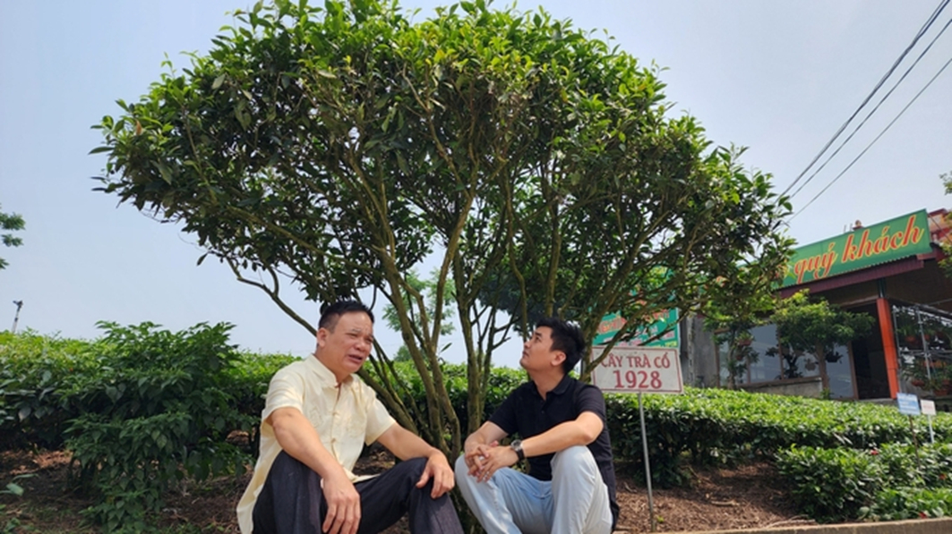 An ancient tea tree in Mr. Le Quang Nghin's garden. Photo: Toan Nguyen.