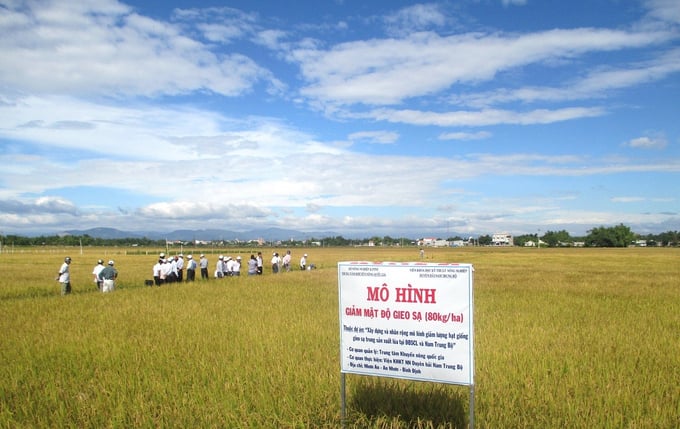 Mô hình giảm mật độ gieo sạ trên cánh đồng áp dụng SRI tại thị xã An Nhơn (Bình Định). Ảnh: V.Đ.T.