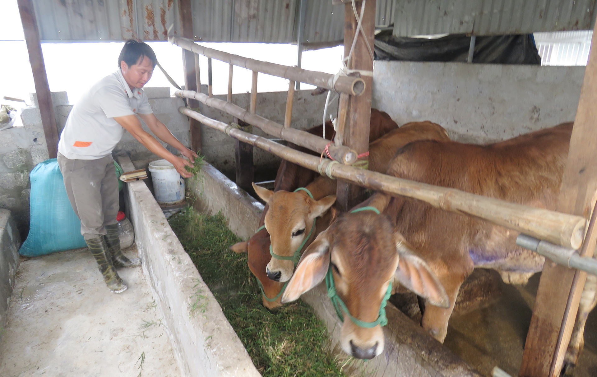 Việc thiếu vắng cán bộ thú y cơ sở khiến người chăn nuôi lo lắng trước dịch bệnh trên đàn gia súc đang ngày một phức tạp hơn. Ảnh: Thanh Nga.