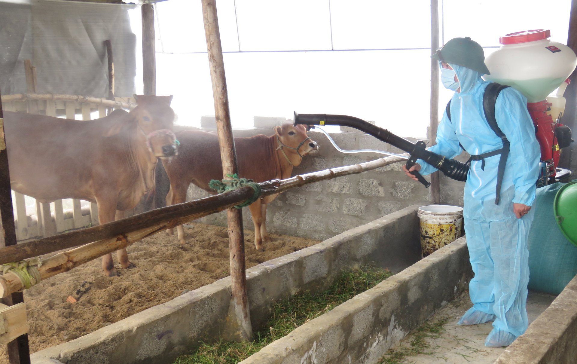 Lực lượng thú y thực hiện phun tiêu độc khử trùng, dập dịch bệnh viêm da nổi cục tại huyện Quảng Trạch, Quảng Bình. Ảnh: Thanh Nga.