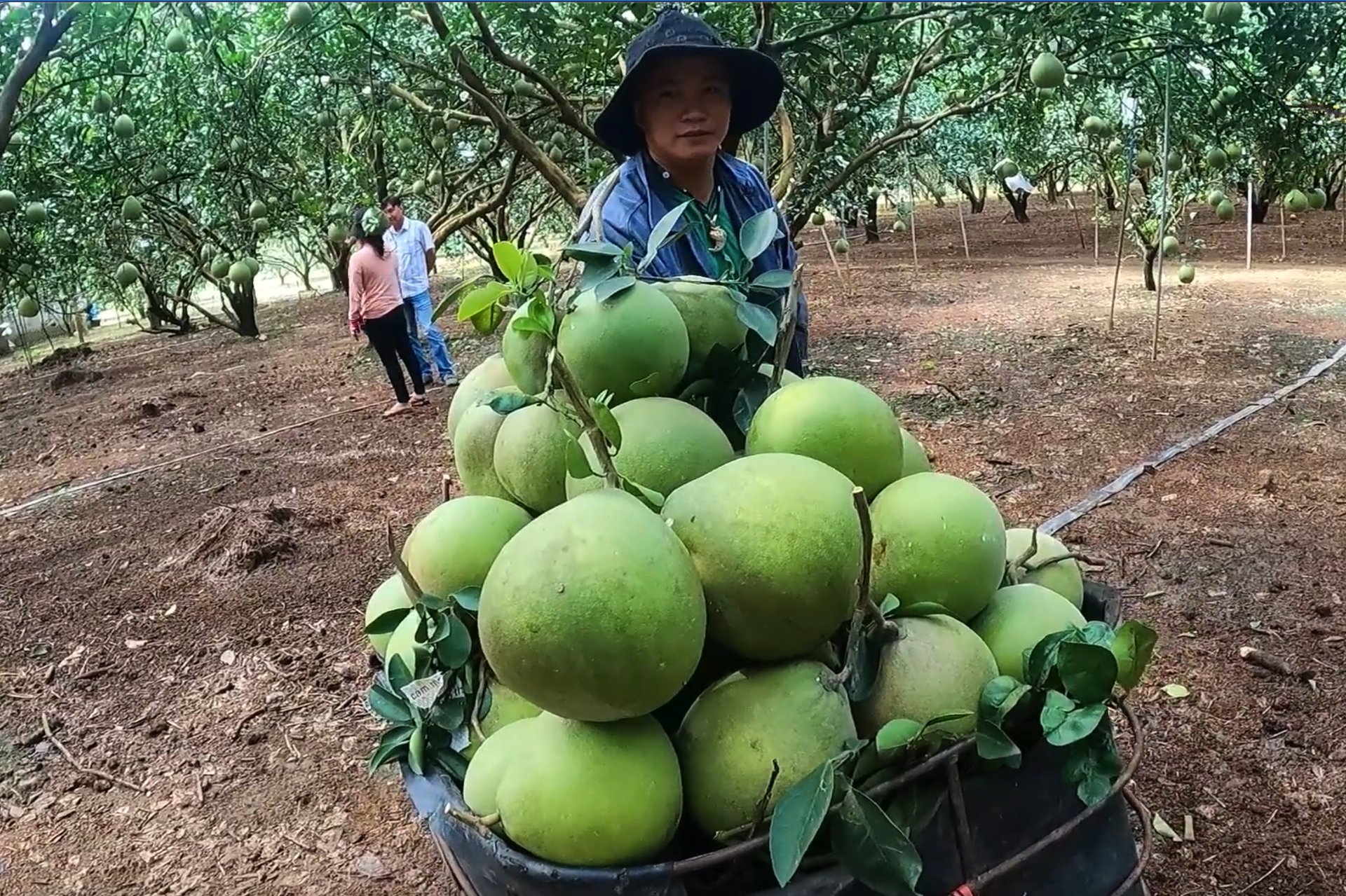 Tan Trieu Canal for many generations has accumulated alluvium, creating specialty pomelo gardens that are nowhere to be found. Photo: Hong Thuy.