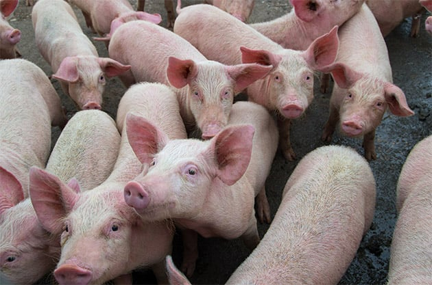 Từ 1/6 đã có 15 tỉnh tại Philippines thông báo về các trường hợp nhiễm dịch tả lợn Châu Phi. Ảnh: Linh Linh.