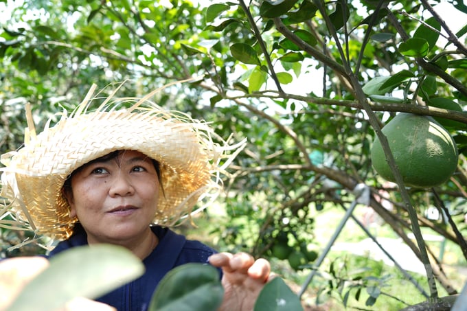 Chị Đỗ Thị Thu Hương, ở ấp Vĩnh Hiệp, chủ vườn bưởi canh tác quy trình sạch. Ảnh: Hồng Thủy.