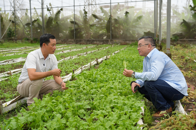 Nhat Thong General Director Pham Huu Thoi: 'Vegetables can be picked and eaten in the garden. Even if consumers are 'lazy' they can cook them without further washing. Photo: Tuy Hoa.
