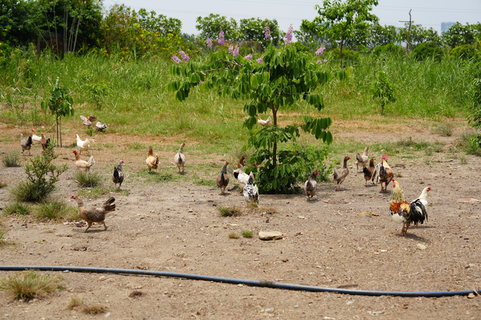 Chickens live in a wild-like space. Photo: Hong Thuy.