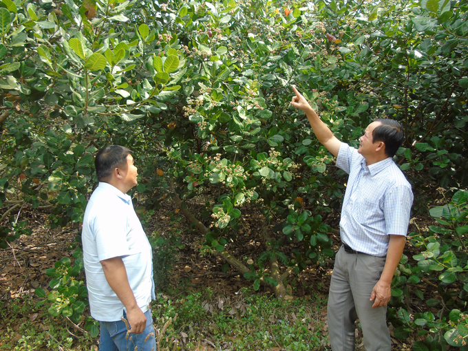 Dong has 10ha of organic cashew. Photo: Tuy Hoa.