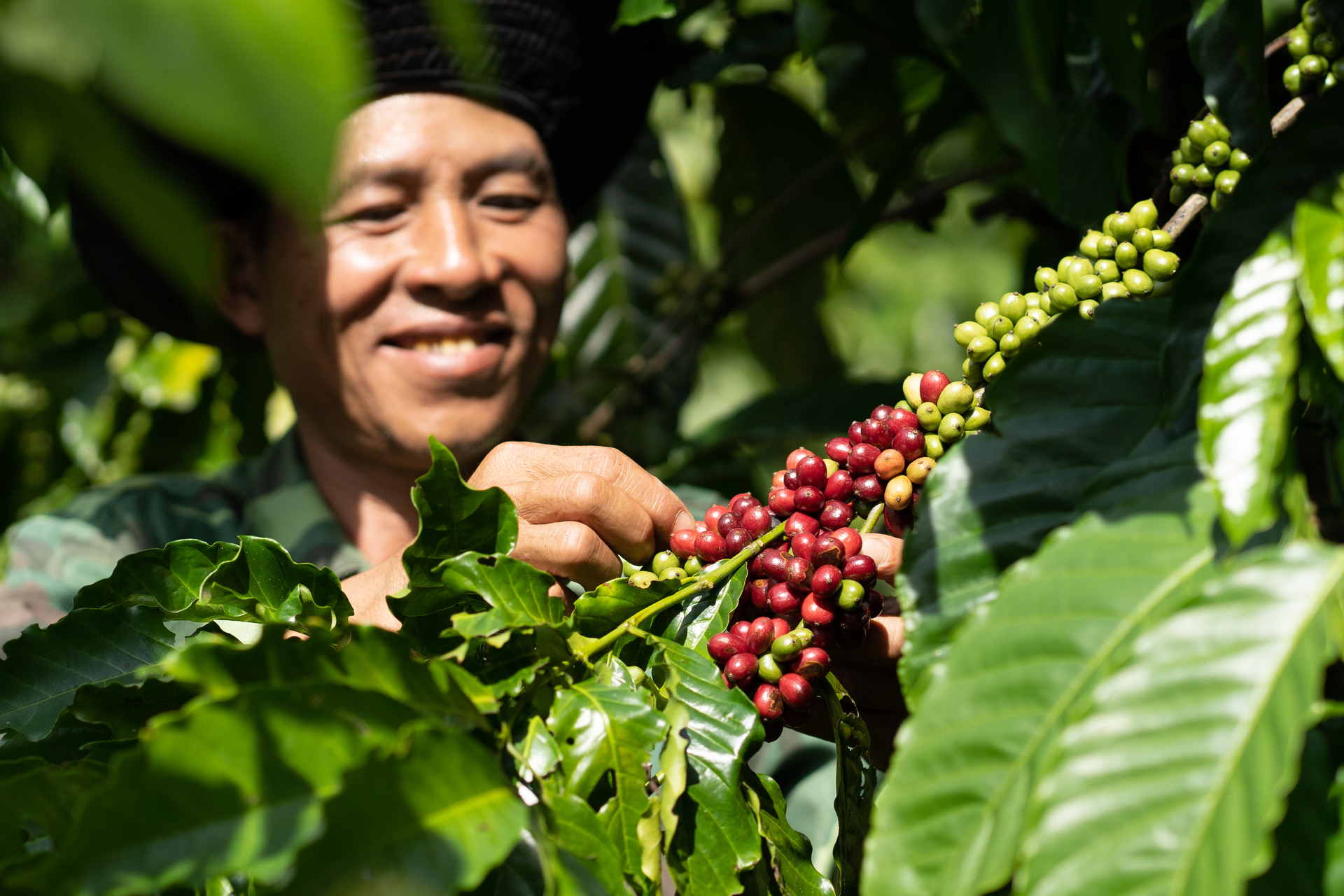 Coffee farmers participating in the Nescafé Plan program produce coffee according to the '4C' criteria.