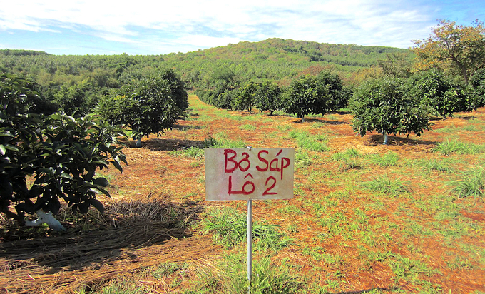 Avocado growing area. Photo: Hong Thuy.