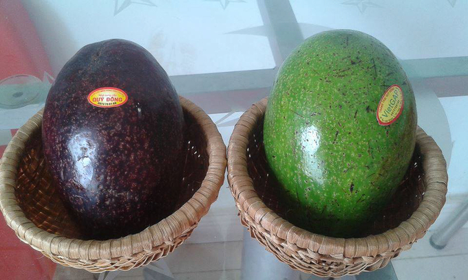 The avocado and durian products of Quy Dong farm have long been recognized by consumers. Photo: Hong Thuy.