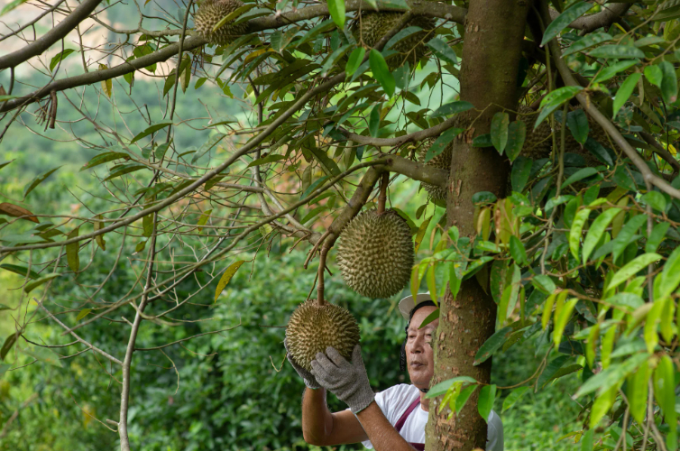 Instead of waiting for durian to ripen and fall from the trees, some Malaysian durian farmers harvest them when they are just about to ripen. Photo: Getty Images/iStock