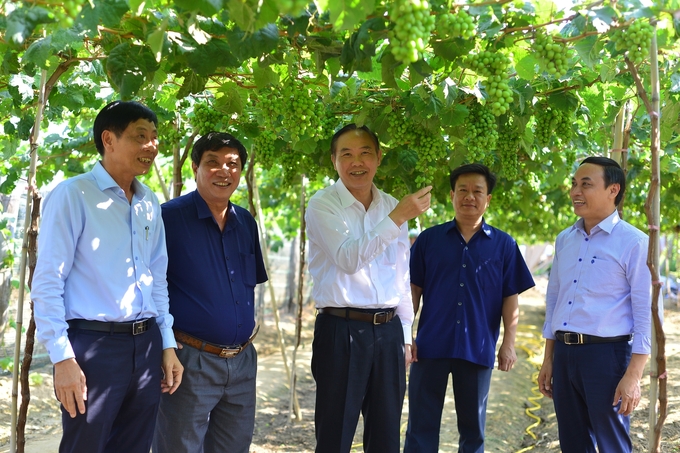 Deputy Minister of MARD Phung Duc Tien (centre) visits a vineyard in Ninh Thuan. Photo: Mai Phuong.