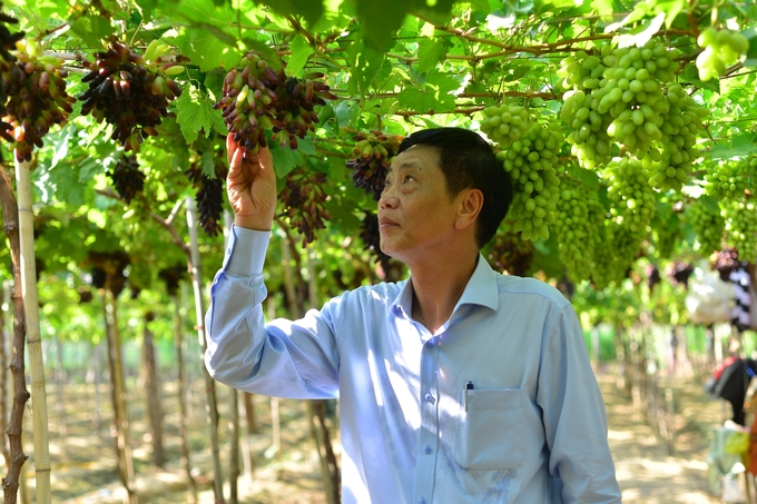 Mr. Dang Kim Cuong, Director of the Ninh Thuan Department of MARD visited vineyards in the province. Photo: Mai Phuong.