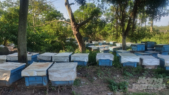 Anh Dương Đức Lộc kết hợp với một hộ dân xã Thái Đô đặt thùng nuôi ong lấy mật hoa vẹt, sú trong vài năm qua. Ảnh: Huy Bình.