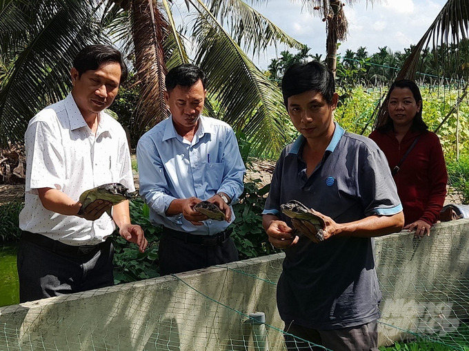Nghề nuôi cua đinh mở ra hướng mới trong sản xuất nông nghiệp của bà con xã Bình Phú, huyện Càng Long. Ảnh: Hồ Thảo.