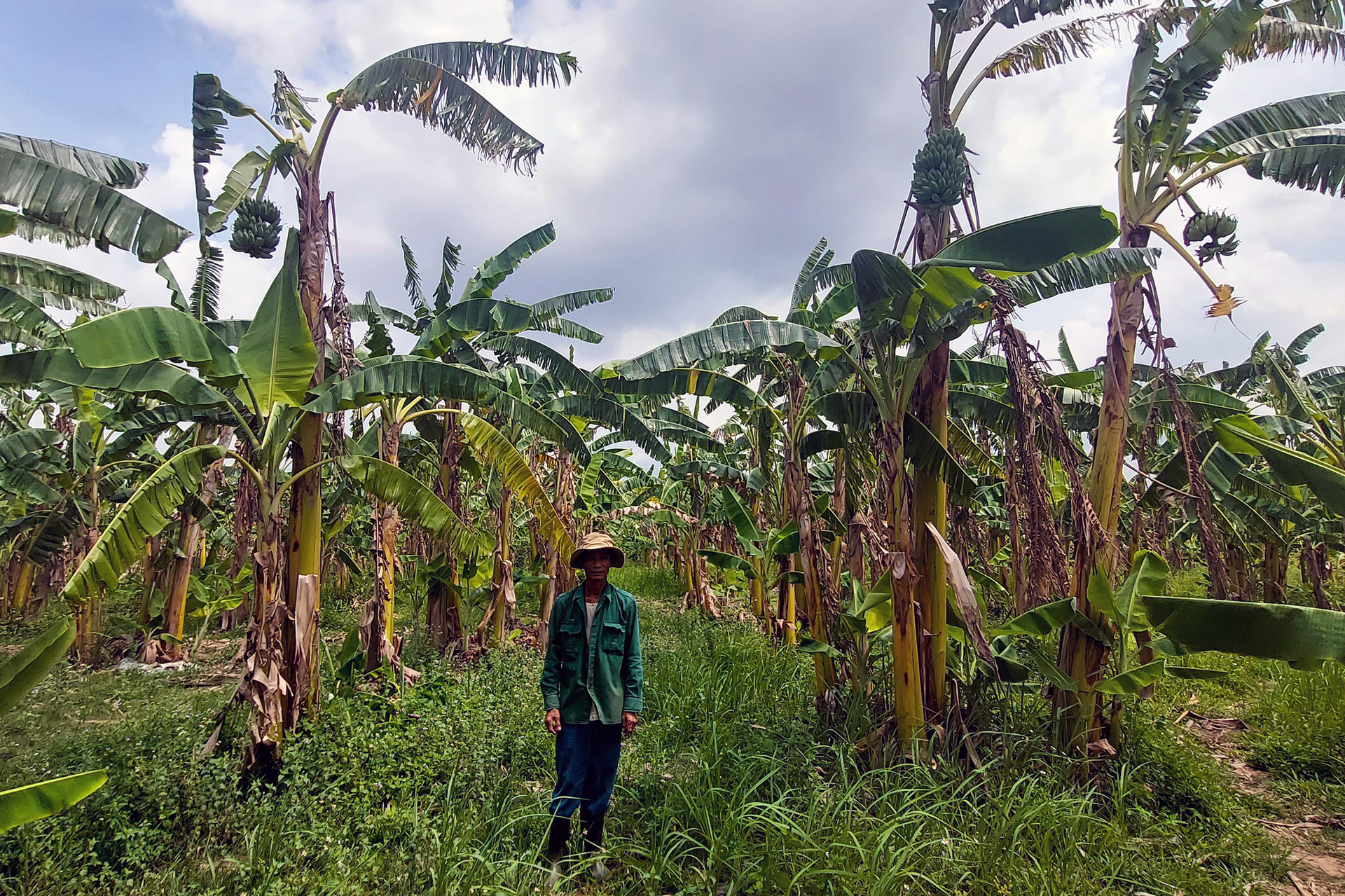 The price of honey bananas has been low recently due to export traffic jams, making people not dare to invest. Photo: Vo Dung.