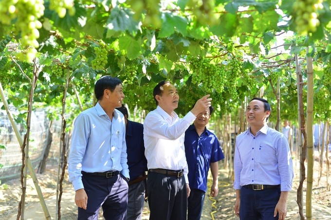 Deputy Minister of Agriculture and Rural Development Phung Duc Tien visited a model of a new grape variety selected and created by the Nha Ho Research Institute for Cotton and Agricultural Development. Photo: Mai Phuong.