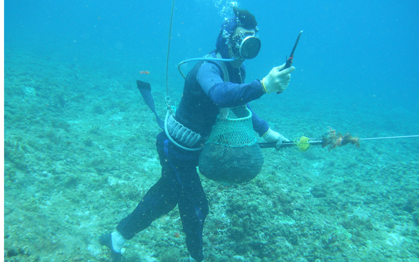 A diver is catching snails in the sea. The bottom is almost bare with nothing. Photo: Research Institute for Marine Fisheries.