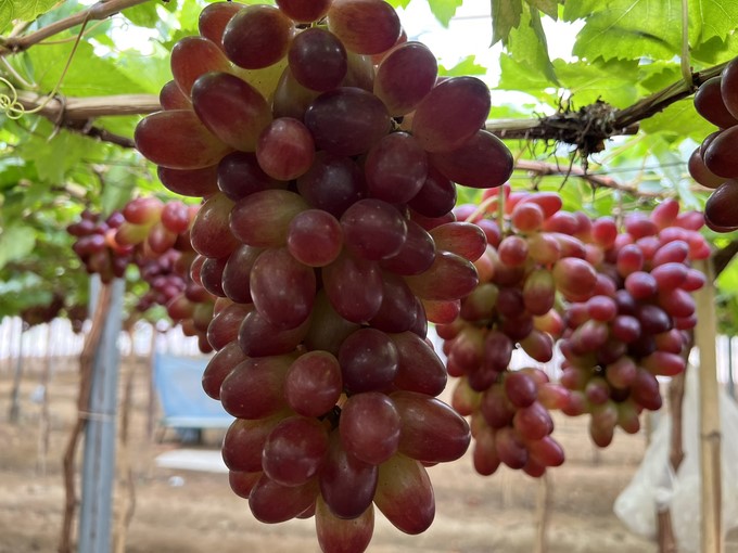 Not only do grapevines have high economic value, but they are also a highlight to attract tourists to visit and experience. Photo: Vu Dinh Thung.