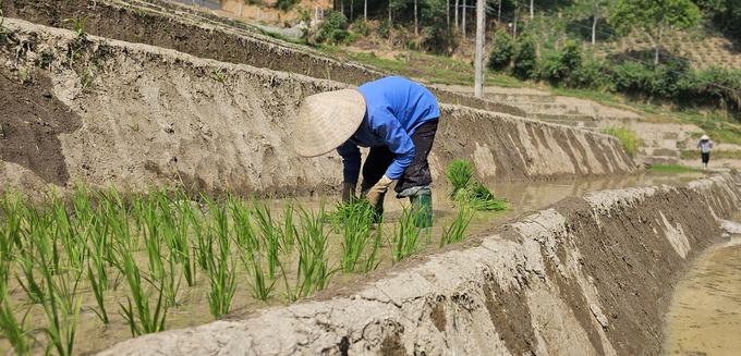 Thời điểm này, bà con ở xã Sơn Bình (huyện Tam Đường, Lai Châu) đang tập trung gieo cấy lúa vụ mùa, nguồn nước cơ bản đủ tưới tiêu. Ảnh: Hải Đăng.