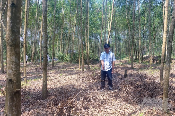Retaining plants helps to create organic sources on the ground, retain water, keep the flora in the ground and create a long-term food source for forest trees. Photo: Vo Dung.