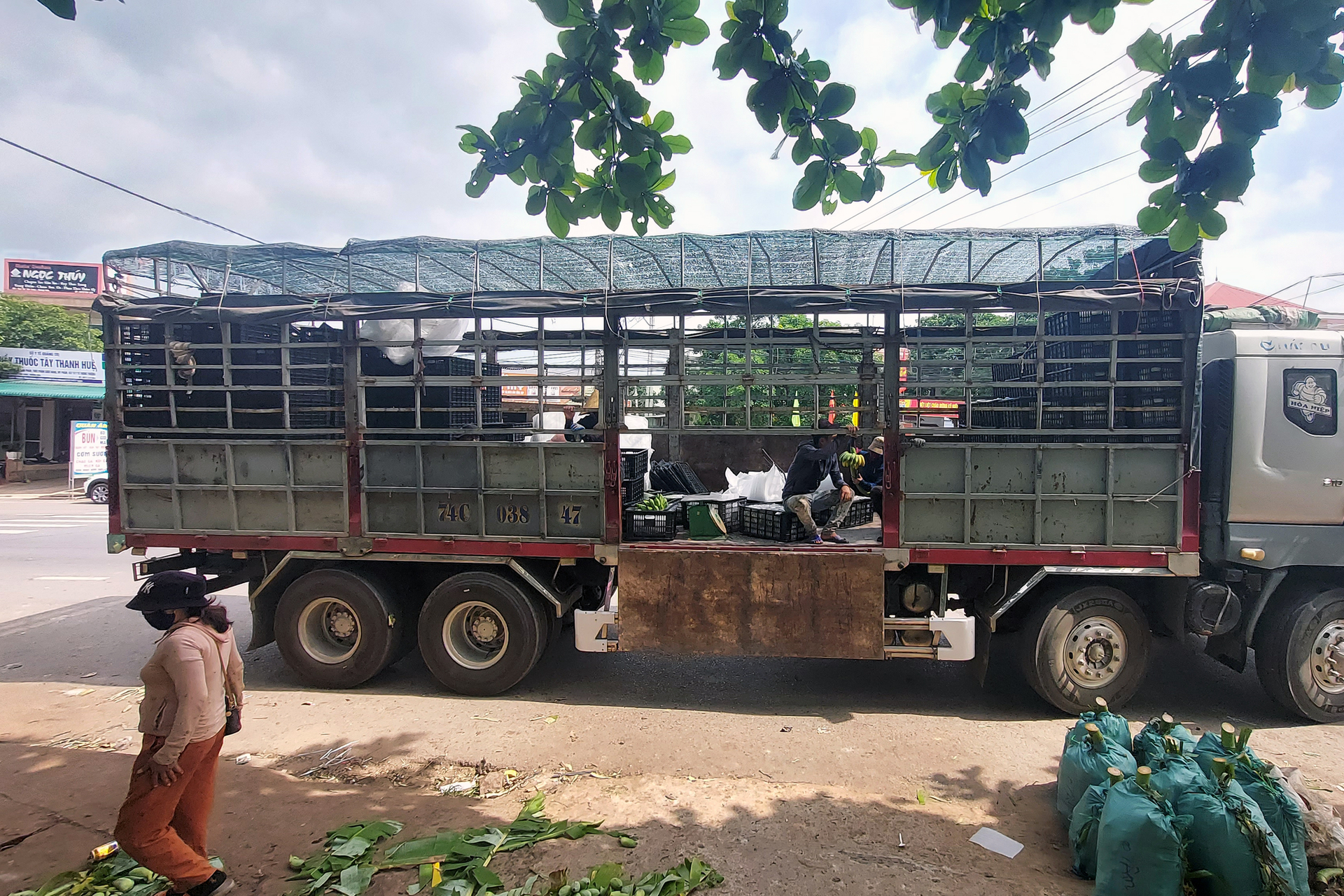 Every day, 4-6 trucks come to buy, transport, consume domestically, and export to China and Thailand. Photo: Vo Dung.