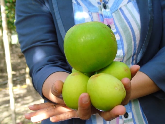 Giống táo TN01 cho quả rất to, giòn, ngọt, được thị trường ưa chuộng và có giá bán cao. Ảnh: Nguyễn Cơ.