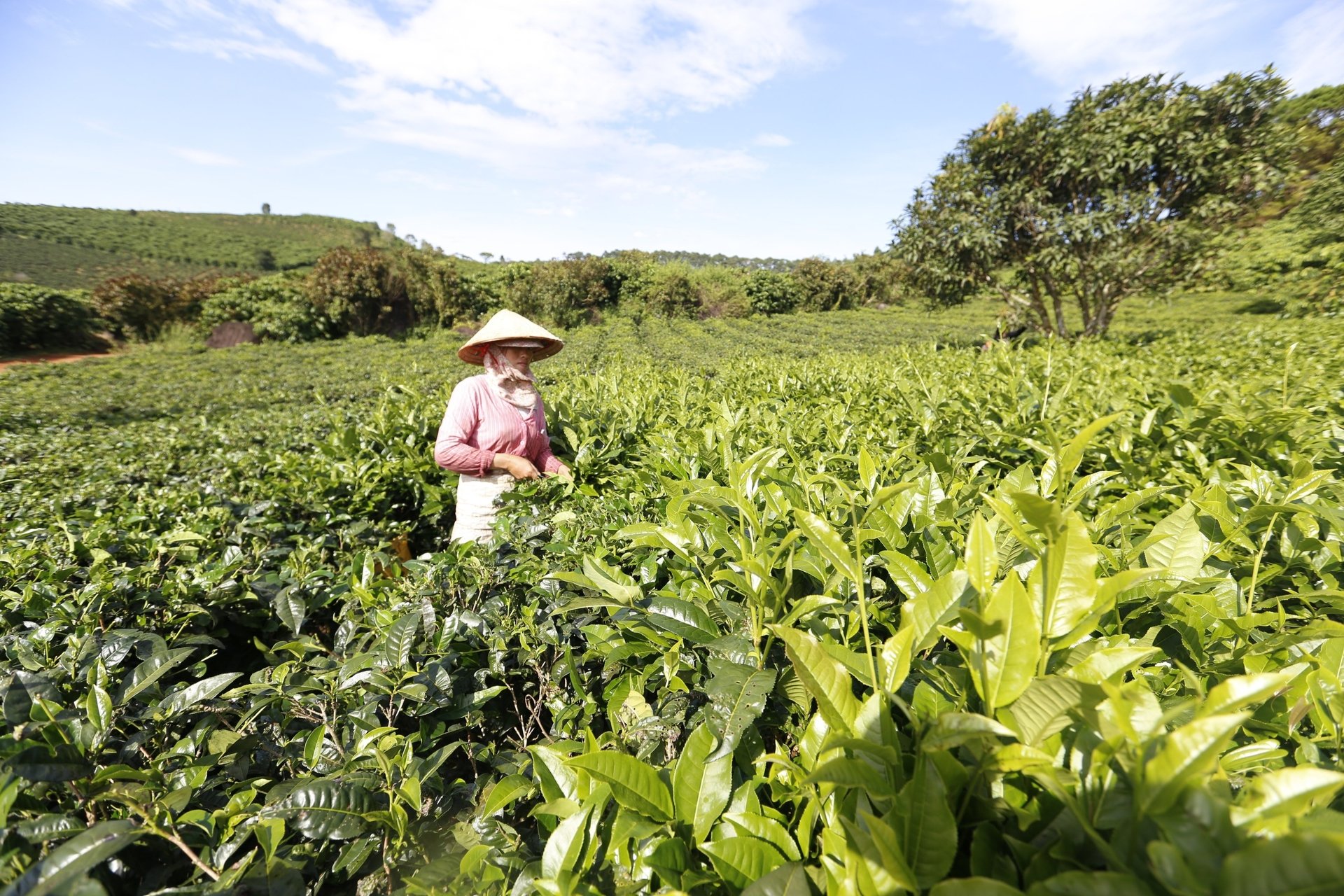 Lam Dong has issued a request for production facilities and businesses to refrain from using chemicals for the purpose of coloring tea leaves, and to improve their entire management of product quality. Photo: C.T.