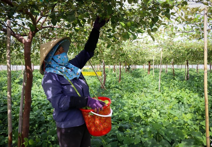 Năm nay, giá táo ở Ninh Thuận tăng hơn gấp đôi năm ngoái nên nông dân trúng đậm. Ảnh: Nguyễn Cơ.