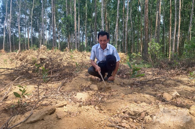 Nhiều hộ dân tại Cam Thủy (huyện Cam Lộ, Quảng Bình) đã chọn phương án không đốt thực bì sau khai thác. Ảnh: Võ Dũng.
