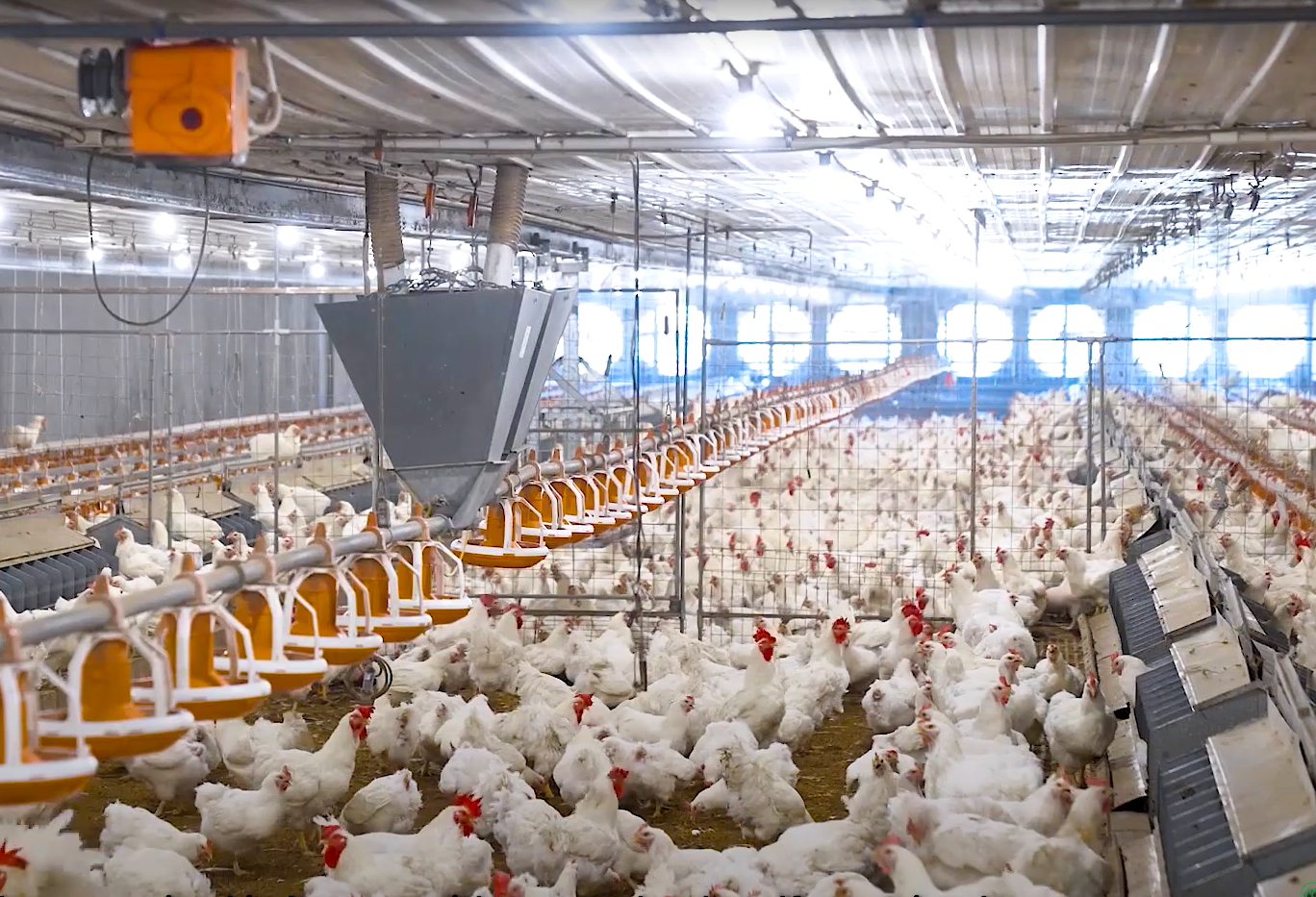 White chickens on an industrial scale farm in Binh Phuoc province. Photo: Son Trang.