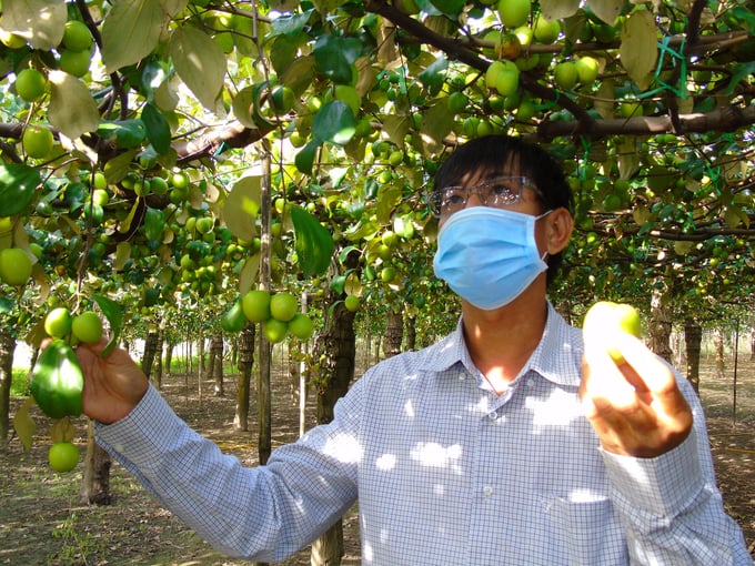 Hiện nay, các giống táo mới và quy trình kỹ thuật thâm canh táo đã giúp nông dân Ninh Thuận kiểm soát được sâu bệnh hại. Ảnh: Nguyễn Cơ.