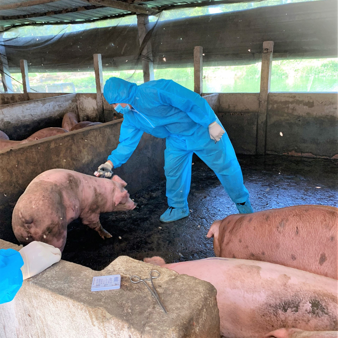 The Ministry of Agriculture and Rural Development urged local governments to strengthen their animal health systems at all levels in accordance with the Law on Animal Health . Photo: Trung Quan.