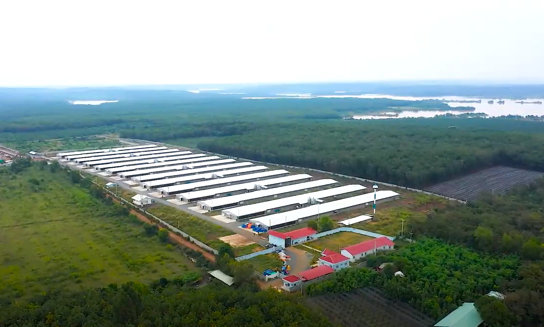 Disease-free chicken farm in Binh Phuoc province. Photo: Son Trang.