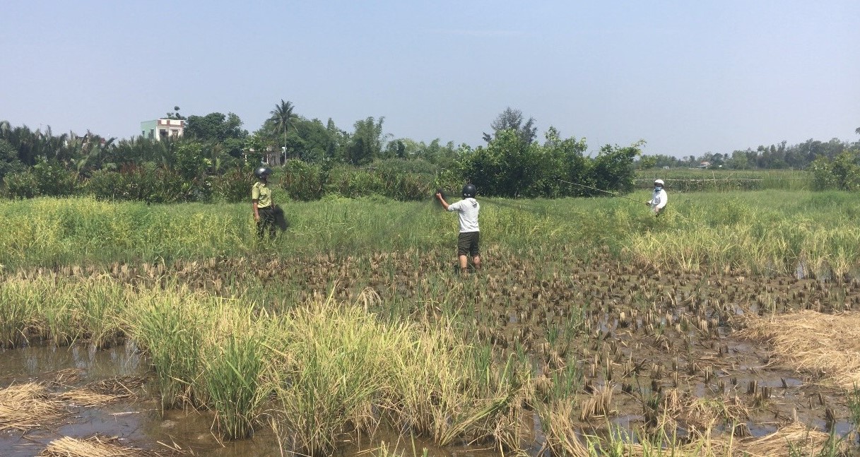 Kiểm lâm Quảng Nam phối hợp dỡ lưới bẫy chim yến ở huyện Thăng Bình. Ảnh: K.L.
