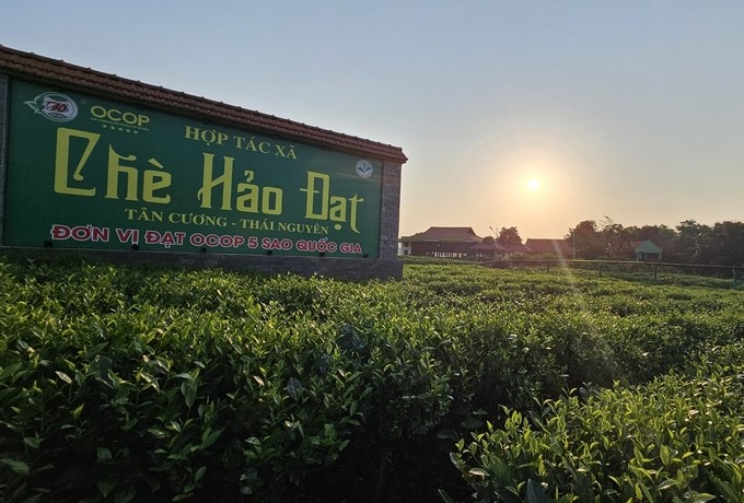 Hao Dat Tea Cooperative. Photo: Hoang Anh.