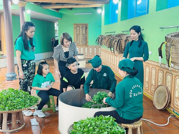 Experience the process of producing and processing Tan Cuong tea. Photo: Van Viet.