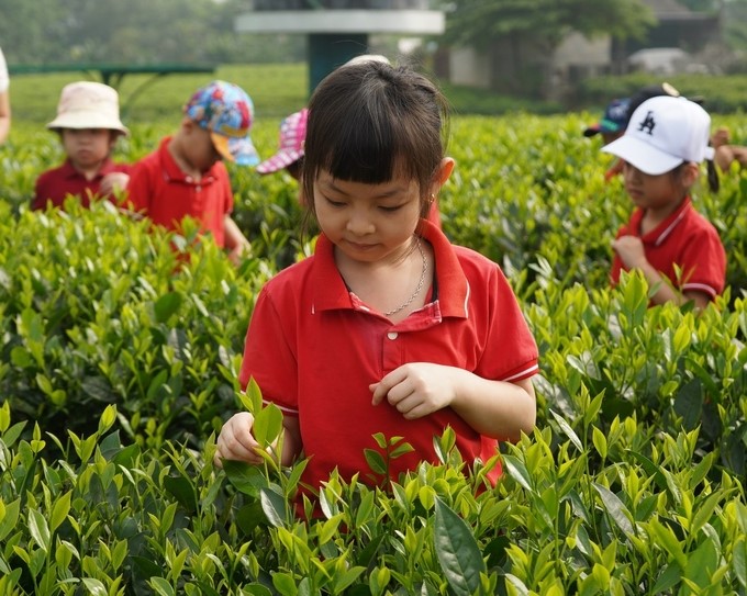 Tan Cuong tea hill tourism. Photo: Toan Nguyen.