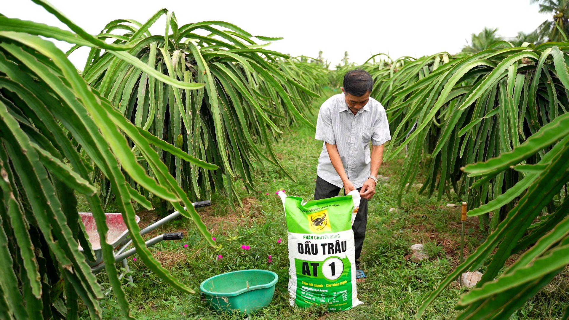 Phân bón Đầu Trâu AT1 giúp thanh long cho năng suất, chất lượng cao. Ảnh: Hồng Huệ.